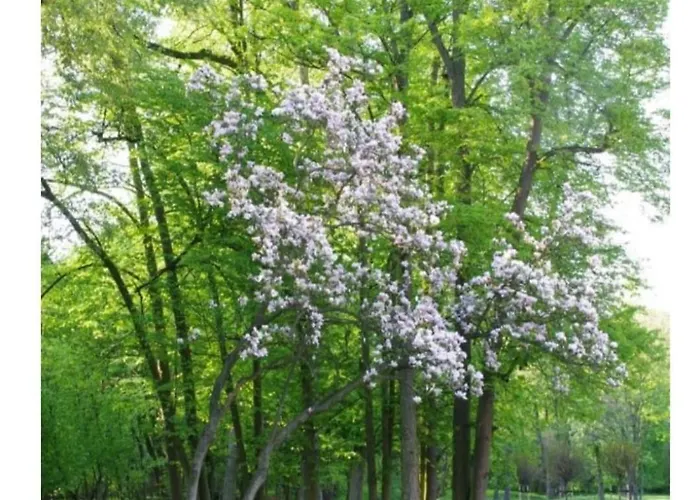 Palac * Borowa (Wroclaw)